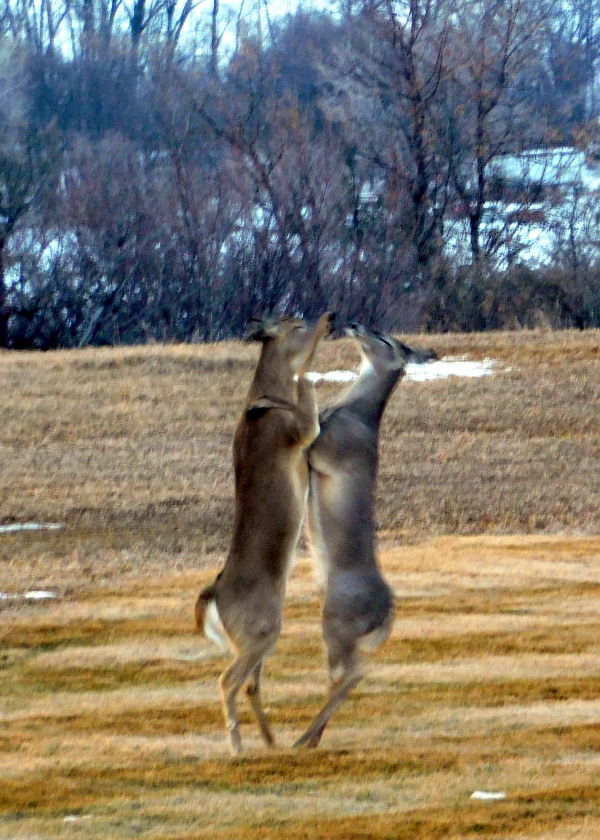 May I Have This Dance